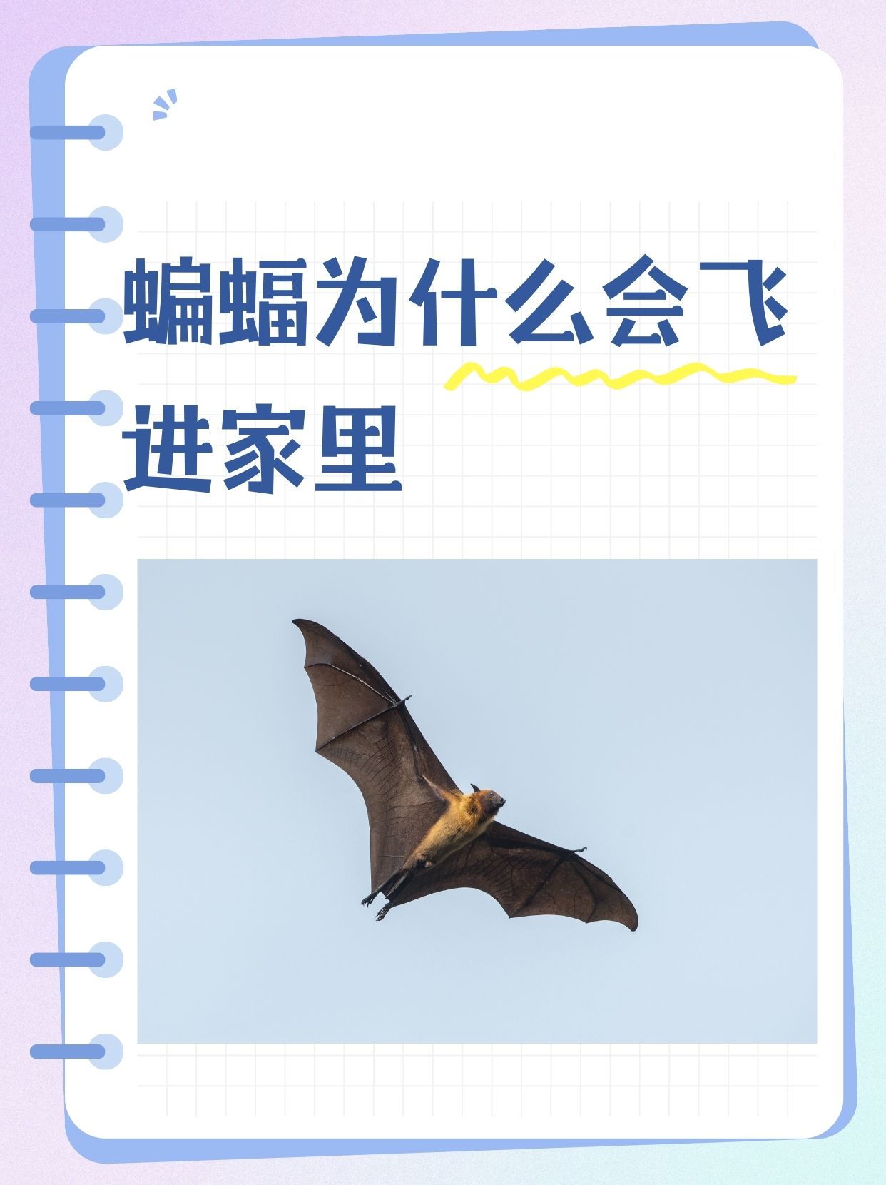 蝙蝠聊天网页版,蝙蝠聊天官方下载